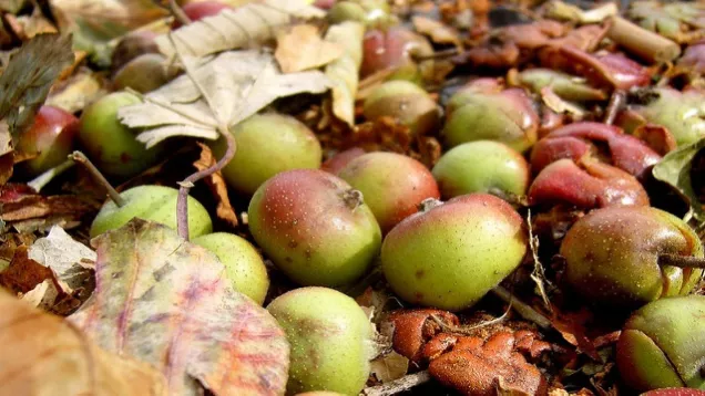 leaves and apples